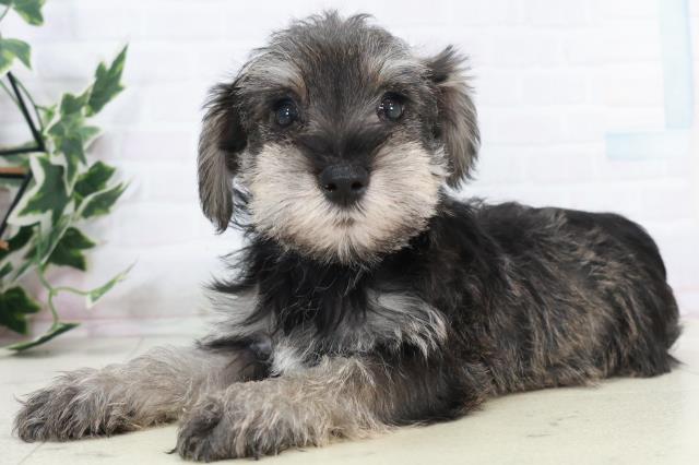 沖縄県のミニチュアシュナウザー (Coo&RIKUイオン北谷店/2025年10月10日生まれ/男の子/ソルトペッパー)の子犬の3枚目の画像