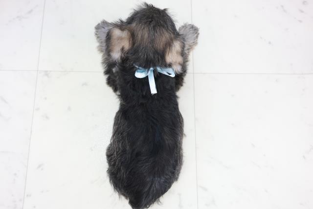 沖縄県のミニチュアシュナウザー (Coo&RIKUイオン北谷店/2025年10月10日生まれ/男の子/ソルトペッパー)の子犬の4枚目の画像