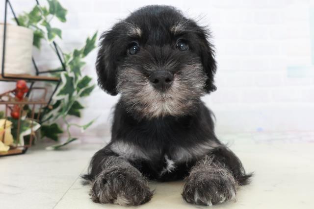 福岡県のミニチュアシュナウザー (Coo&RIKUフォレストシティ春日店/2025年10月10日生まれ/男の子/ブラックシルバー)の子犬の1枚目の画像