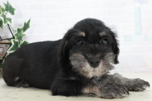 福岡県のミニチュアシュナウザー (Coo&RIKUフォレストシティ春日店/2025年10月10日生まれ/男の子/ブラックシルバー)の子犬の2枚目の画像