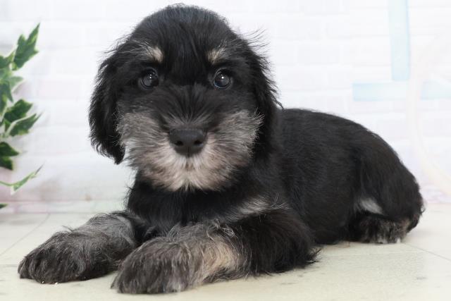 福岡県のミニチュアシュナウザー (Coo&RIKUフォレストシティ春日店/2025年10月10日生まれ/男の子/ブラックシルバー)の子犬の3枚目の画像