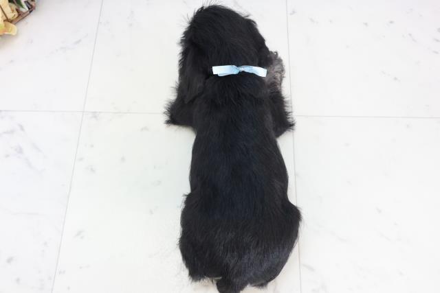 福岡県のミニチュアシュナウザー (Coo&RIKUフォレストシティ春日店/2025年10月10日生まれ/男の子/ブラックシルバー)の子犬の4枚目の画像