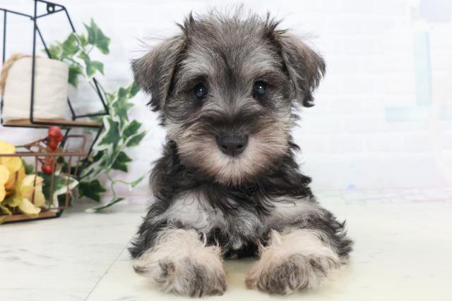 岡山県のミニチュアシュナウザー (Coo&RIKU岡山店/2025年10月10日生まれ/女の子/ソルトペッパー)の子犬の1枚目の画像