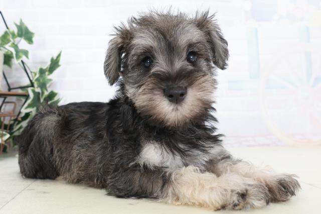 岡山県のミニチュアシュナウザー (Coo&RIKU岡山店/2025年10月10日生まれ/女の子/ソルトペッパー)の子犬の2枚目の画像