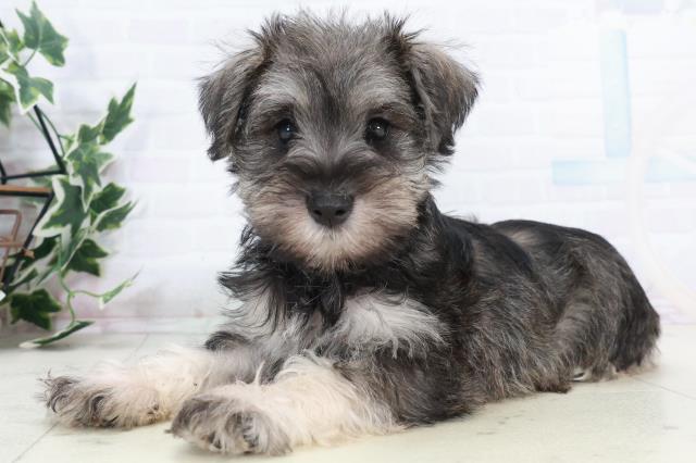 岡山県のミニチュアシュナウザー (Coo&RIKU岡山店/2025年10月10日生まれ/女の子/ソルトペッパー)の子犬の3枚目の画像