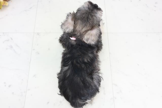 岡山県のミニチュアシュナウザー (Coo&RIKU岡山店/2025年10月10日生まれ/女の子/ソルトペッパー)の子犬の4枚目の画像