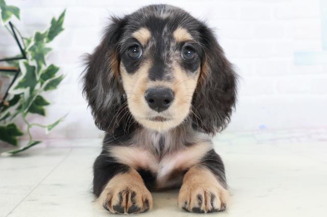 徳島県のミニチュアダックスフンド(ロング) (Coo&RIKU徳島店/2025年10月10日生まれ/男の子/シルバーダップル)の子犬の1枚目の画像