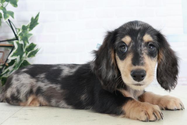 徳島県のミニチュアダックスフンド(ロング) (Coo&RIKU徳島店/2025年10月10日生まれ/男の子/シルバーダップル)の子犬の2枚目の画像