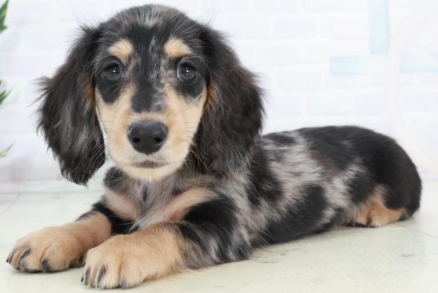 徳島県のミニチュアダックスフンド(ロング) (Coo&RIKU徳島店/2025年10月10日生まれ/男の子/シルバーダップル)の子犬の3枚目の画像