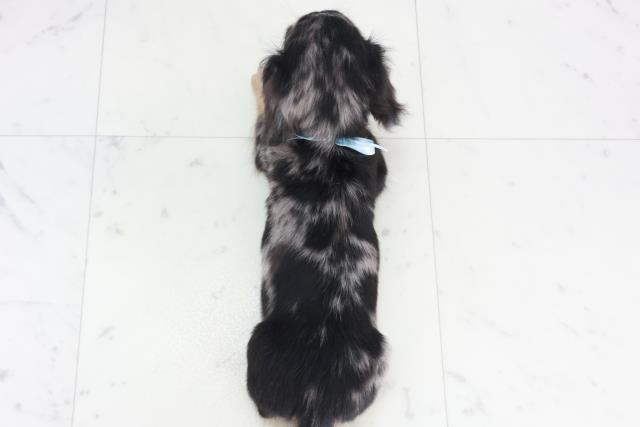 徳島県のミニチュアダックスフンド(ロング) (Coo&RIKU徳島店/2025年10月10日生まれ/男の子/シルバーダップル)の子犬の4枚目の画像