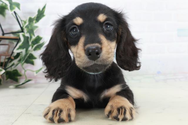 広島県のミニチュアダックスフンド(ロング) (Coo&RIKU福山店/2025年10月10日生まれ/男の子/ブラックタン)の子犬