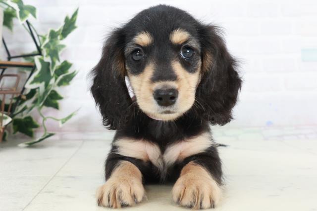 広島県のミニチュアダックスフンド(ロング) (Coo&RIKUゆめタウン大竹店/2025年10月10日生まれ/女の子/ブラックタン)の子犬