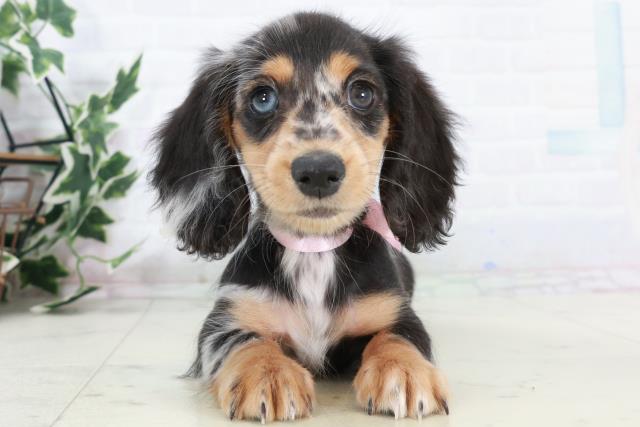 愛媛県のミニチュアダックスフンド(ロング) (Coo&RIKUイオンタウン川之江店/2025年10月10日生まれ/女の子/シルバーダップル)の子犬の1枚目の画像