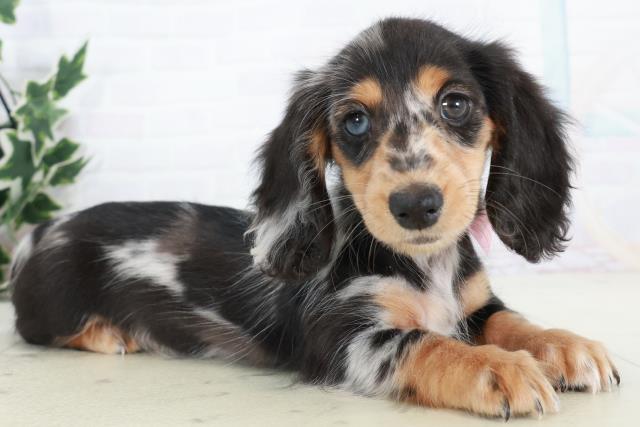 愛媛県のミニチュアダックスフンド(ロング) (Coo&RIKUイオンタウン川之江店/2025年10月10日生まれ/女の子/シルバーダップル)の子犬の2枚目の画像