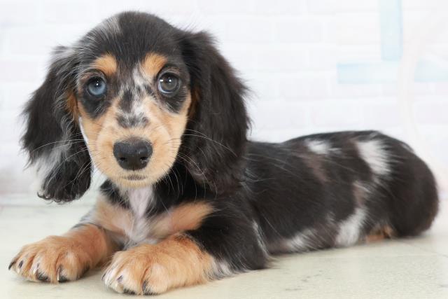 愛媛県のミニチュアダックスフンド(ロング) (Coo&RIKUイオンタウン川之江店/2025年10月10日生まれ/女の子/シルバーダップル)の子犬の3枚目の画像