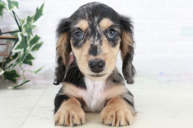 広島県のミニチュアダックスフンド(ロング) (Coo&RIKU広島北店/2025年10月10日生まれ/女の子/シルバーダップル)の子犬の1枚目の画像