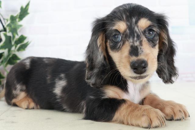 広島県のミニチュアダックスフンド(ロング) (Coo&RIKU広島北店/2025年10月10日生まれ/女の子/シルバーダップル)の子犬の2枚目の画像