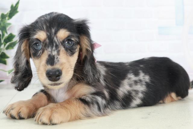 広島県のミニチュアダックスフンド(ロング) (Coo&RIKU広島北店/2025年10月10日生まれ/女の子/シルバーダップル)の子犬の3枚目の画像