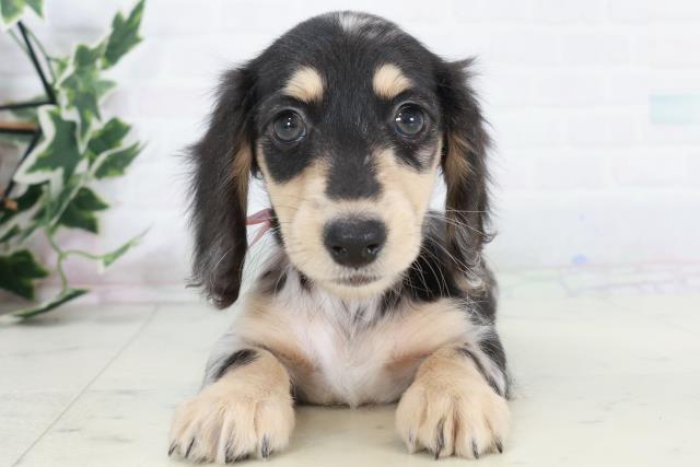 高知県のミニチュアダックスフンド(ロング) (Coo&RIKU高知御座店/2025年10月10日生まれ/女の子/シルバーダップル)の子犬の1枚目の画像