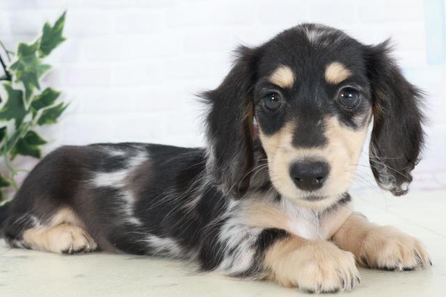 高知県のミニチュアダックスフンド(ロング) (Coo&RIKU高知御座店/2025年10月10日生まれ/女の子/シルバーダップル)の子犬の2枚目の画像