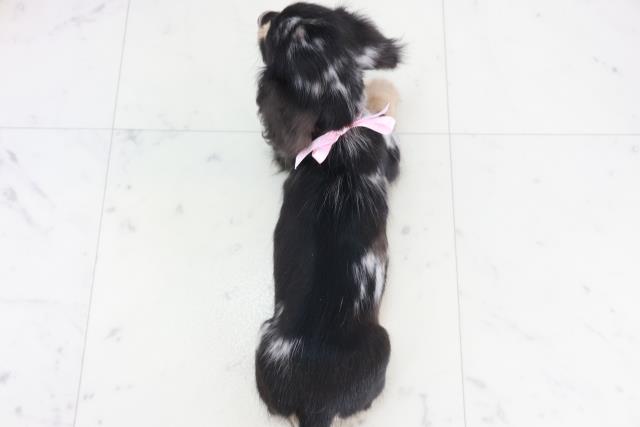 高知県のミニチュアダックスフンド(ロング) (Coo&RIKU高知御座店/2025年10月10日生まれ/女の子/シルバーダップル)の子犬の4枚目の画像