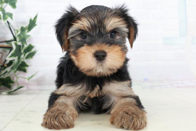 鹿児島県のヨークシャーテリア (Coo&RIKU霧島店/2025年10月11日生まれ/男の子/スチールブルータン)の子犬の1枚目の画像