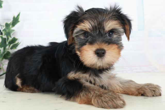 鹿児島県のヨークシャーテリア (Coo&RIKU霧島店/2025年10月11日生まれ/男の子/スチールブルータン)の子犬の2枚目の画像