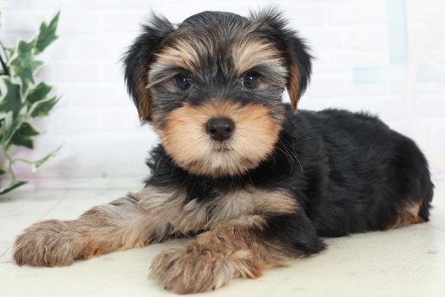 鹿児島県のヨークシャーテリア (Coo&RIKU霧島店/2025年10月11日生まれ/男の子/スチールブルータン)の子犬の3枚目の画像