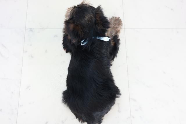 鹿児島県のヨークシャーテリア (Coo&RIKU霧島店/2025年10月11日生まれ/男の子/スチールブルータン)の子犬の4枚目の画像
