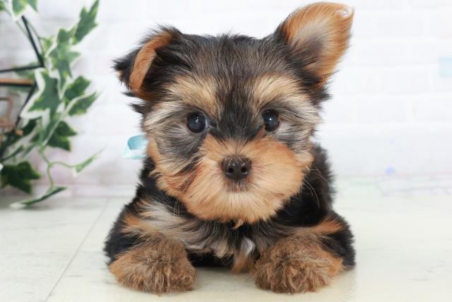 福岡県のヨークシャーテリア (Coo&RIKUゆめタウン飯塚店/2025年10月11日生まれ/男の子/スチールブルータン)の子犬の1枚目の画像