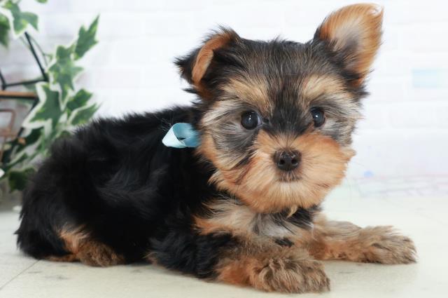 福岡県のヨークシャーテリア (Coo&RIKUゆめタウン飯塚店/2025年10月11日生まれ/男の子/スチールブルータン)の子犬の2枚目の画像