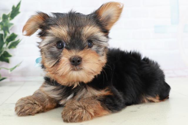 福岡県のヨークシャーテリア (Coo&RIKUゆめタウン飯塚店/2025年10月11日生まれ/男の子/スチールブルータン)の子犬の3枚目の画像