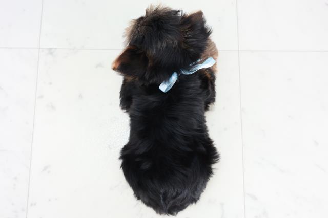 福岡県のヨークシャーテリア (Coo&RIKUゆめタウン飯塚店/2025年10月11日生まれ/男の子/スチールブルータン)の子犬の4枚目の画像