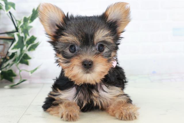 福岡県のヨークシャーテリア (Coo&RIKU筑後店/2025年10月11日生まれ/女の子/スチールブルータン)の子犬の1枚目の画像