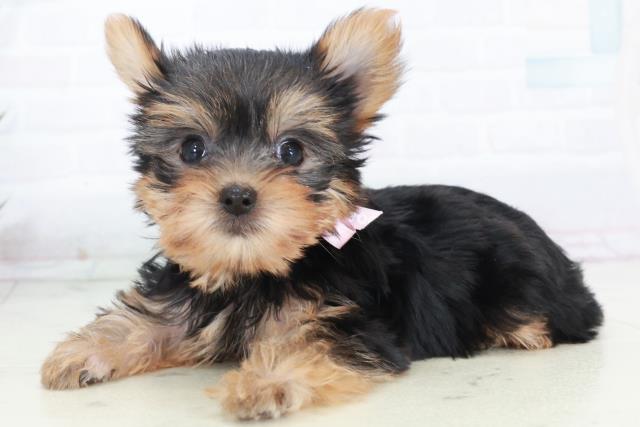 福岡県のヨークシャーテリア (Coo&RIKU筑後店/2025年10月11日生まれ/女の子/スチールブルータン)の子犬の3枚目の画像