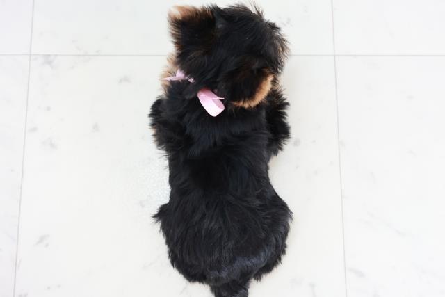 福岡県のヨークシャーテリア (Coo&RIKU筑後店/2025年10月11日生まれ/女の子/スチールブルータン)の子犬の4枚目の画像