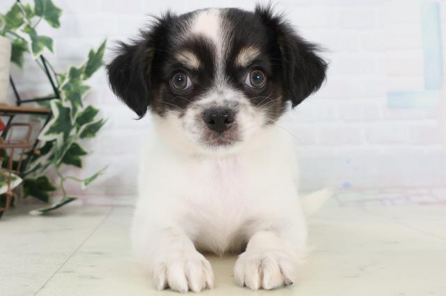 広島県のチワワ(ロング) (Coo&RIKUゆめタウン大竹店/2025年10月11日生まれ/男の子/ブラックタン)の子犬の1枚目の画像