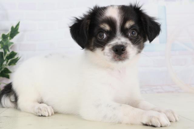 広島県のチワワ(ロング) (Coo&RIKUゆめタウン大竹店/2025年10月11日生まれ/男の子/ブラックタン)の子犬の2枚目の画像