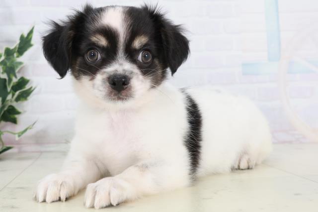 広島県のチワワ(ロング) (Coo&RIKUゆめタウン大竹店/2025年10月11日生まれ/男の子/ブラックタン)の子犬の3枚目の画像