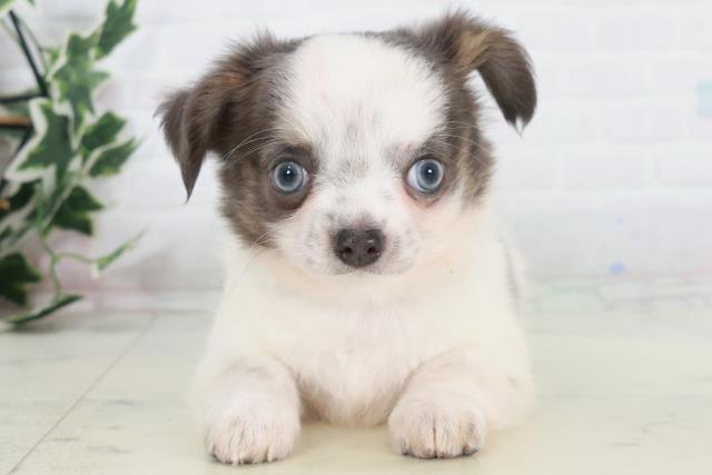 チワワ(ロングコート)