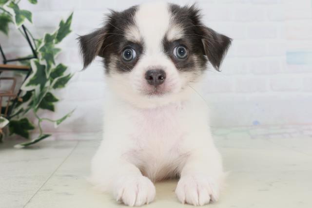 鳥取県のチワワ(ロング) (Coo&RIKUラ・ムー鳥取東店/2025年10月11日生まれ/男の子/ブルータン)の子犬