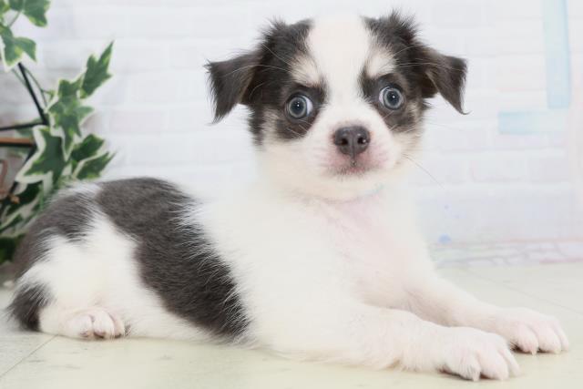 鳥取県のチワワ(ロング) (Coo&RIKUラ・ムー鳥取東店/2025年10月11日生まれ/男の子/ブルータン)の子犬の2枚目の画像