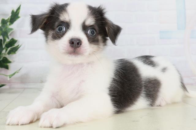 鳥取県のチワワ(ロング) (Coo&RIKUラ・ムー鳥取東店/2025年10月11日生まれ/男の子/ブルータン)の子犬の3枚目の画像