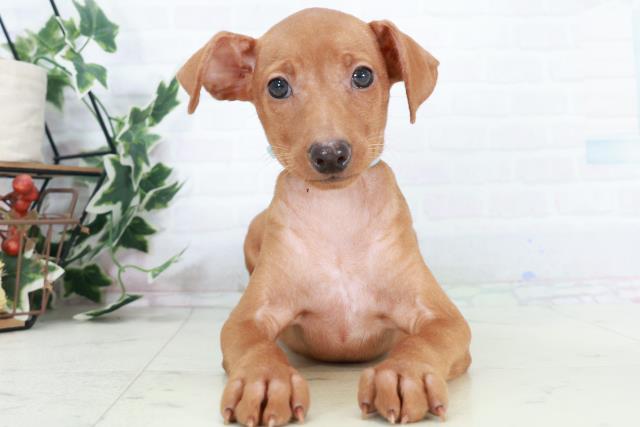 沖縄県のミニチュアピンシャー (Coo&RIKU沖縄浦添店/2025年10月11日生まれ/男の子/レッド)の子犬の1枚目の画像