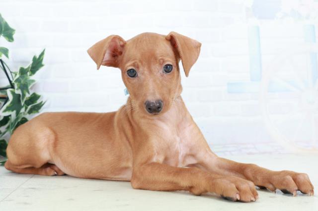 沖縄県のミニチュアピンシャー (Coo&RIKU沖縄浦添店/2025年10月11日生まれ/男の子/レッド)の子犬の2枚目の画像