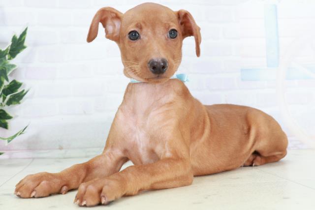 沖縄県のミニチュアピンシャー (Coo&RIKU沖縄浦添店/2025年10月11日生まれ/男の子/レッド)の子犬の3枚目の画像