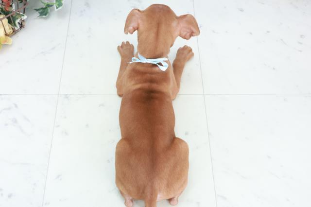 沖縄県のミニチュアピンシャー (Coo&RIKU沖縄浦添店/2025年10月11日生まれ/男の子/レッド)の子犬の4枚目の画像