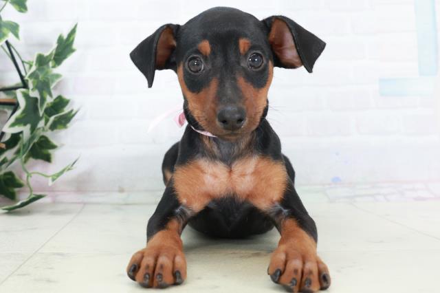 沖縄県のミニチュアピンシャー (Coo&RIKUイオン北谷店/2025年10月11日生まれ/女の子/ブラックタン)の子犬の1枚目の画像