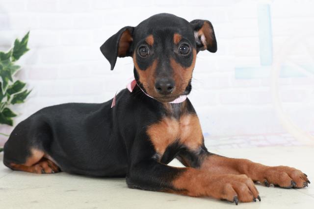 沖縄県のミニチュアピンシャー (Coo&RIKUイオン北谷店/2025年10月11日生まれ/女の子/ブラックタン)の子犬の2枚目の画像