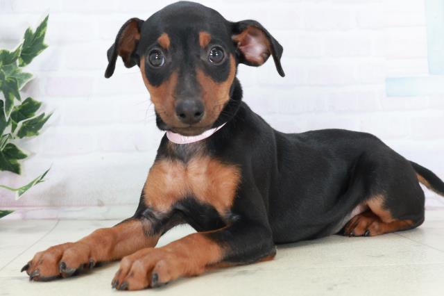 沖縄県のミニチュアピンシャー (Coo&RIKUイオン北谷店/2025年10月11日生まれ/女の子/ブラックタン)の子犬の3枚目の画像